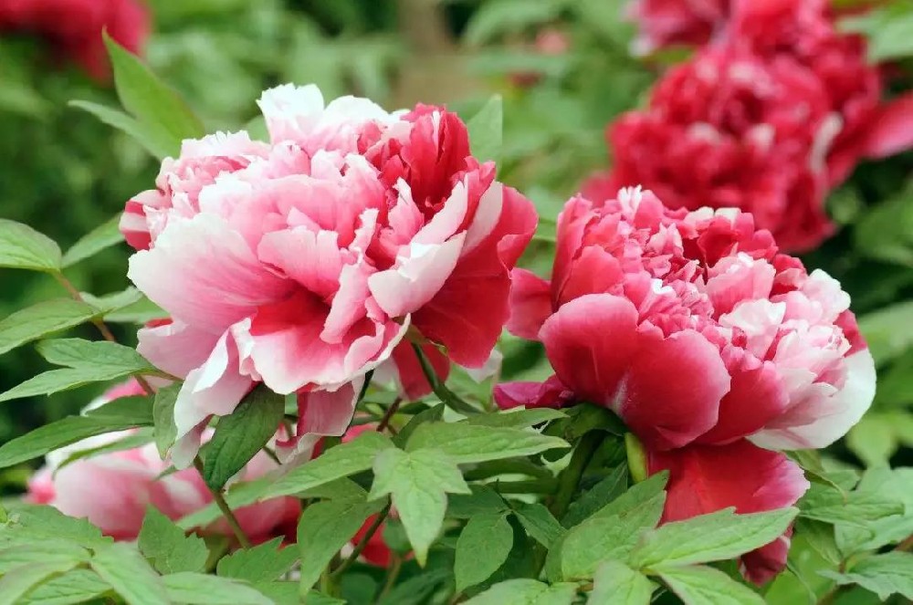 花卉的冷藏保鲜